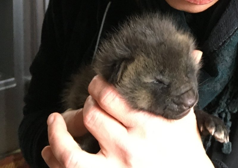Fuchs1 Silberfuchswelpe